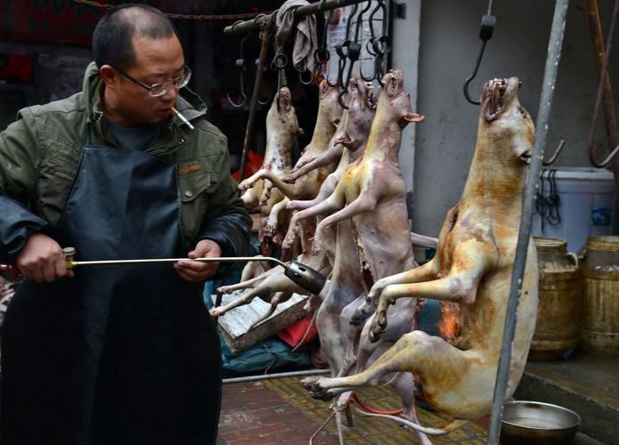 Cultura: Chineses como carne de cachorro, você comeria o seu melhor amigo? Cultura: Chineses como carne de cachorro, você comeria o seu melhor amigo?