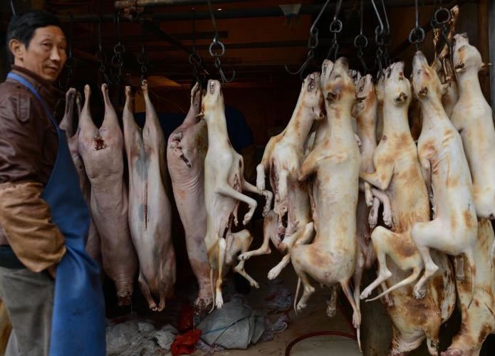 Cultura: Chineses como carne de cachorro, você comeria o seu melhor amigo? Cultura: Chineses como carne de cachorro, você comeria o seu melhor amigo?