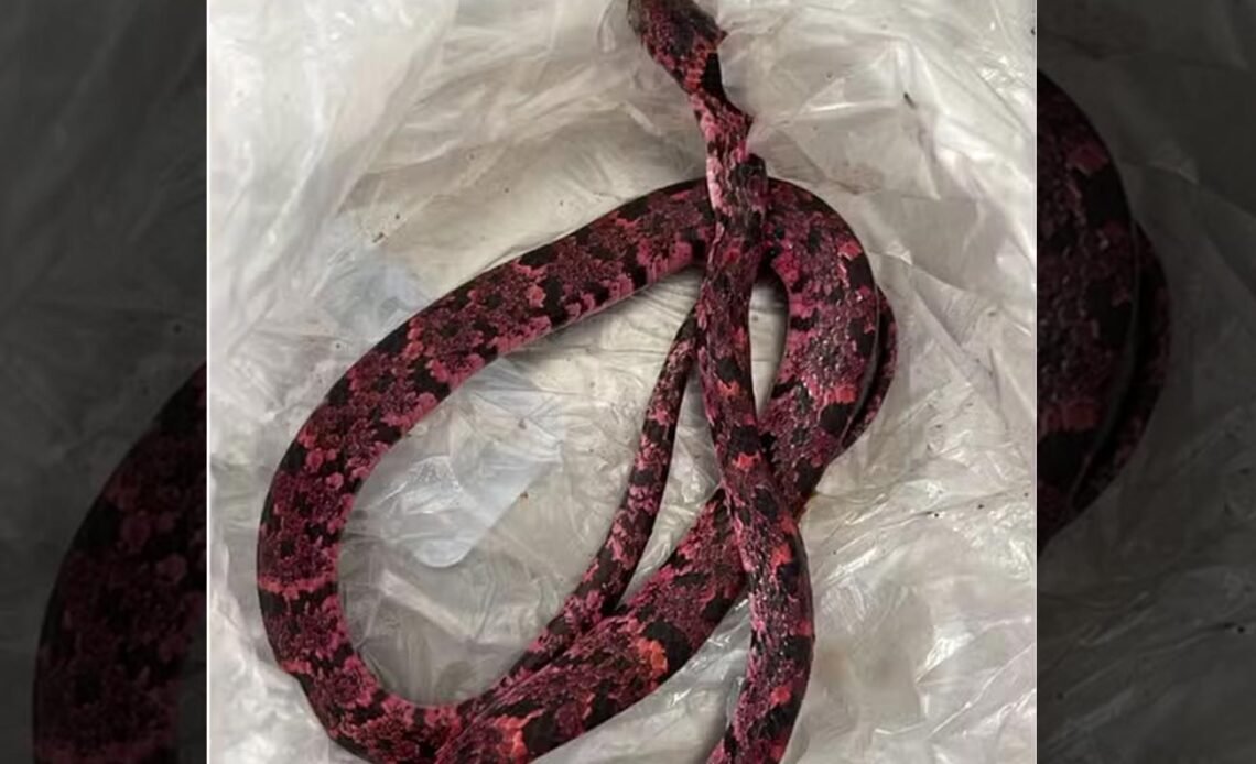 Homem engole cobra, passa mal e vomita animal inteiro em Mulungu Ceará